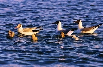 凯发·k8(国际) - 一触即发·官方网站